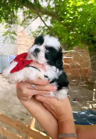 Filhotes de Shih tzu Lhasa - Cachorros e acessórios - Muribeca