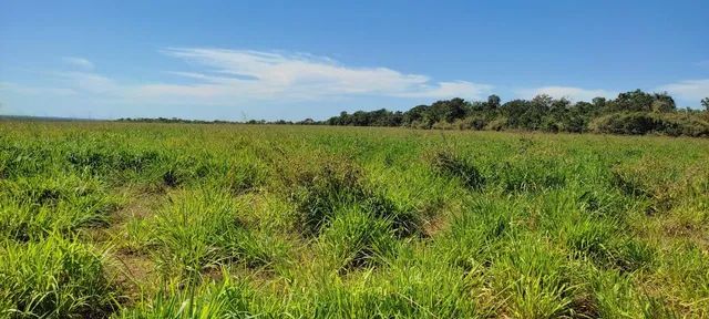 Fazenda em Guarai. 95 mil por alqueire.