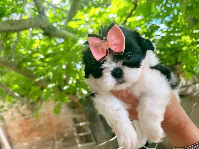 Filhotes de Shih tzu Lhasa - Cachorros e acessórios - Muribeca