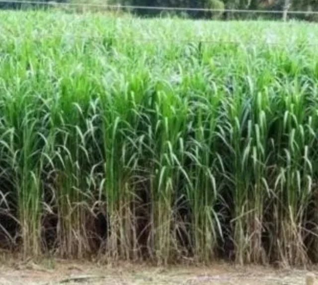 Mudas Brs Capiaçu  - Foto 4