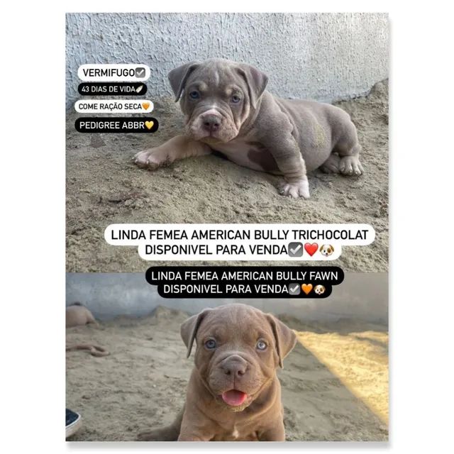 American bully a venda  - Foto 2