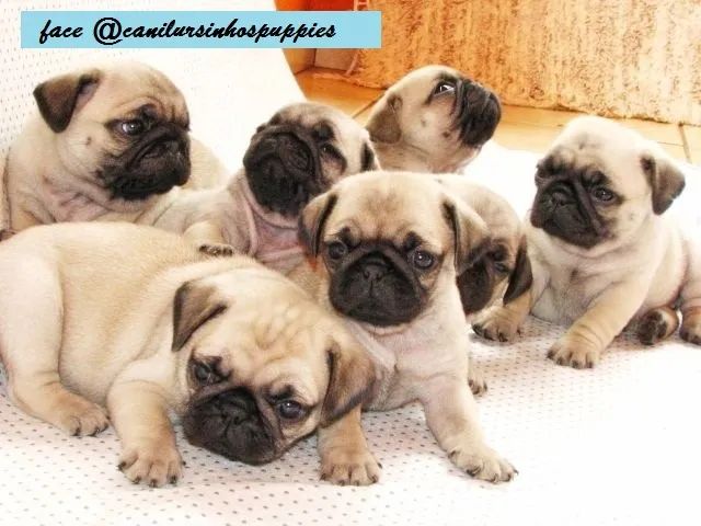 pug lindos bebes pronta entrega garanta seu ! - Foto 3