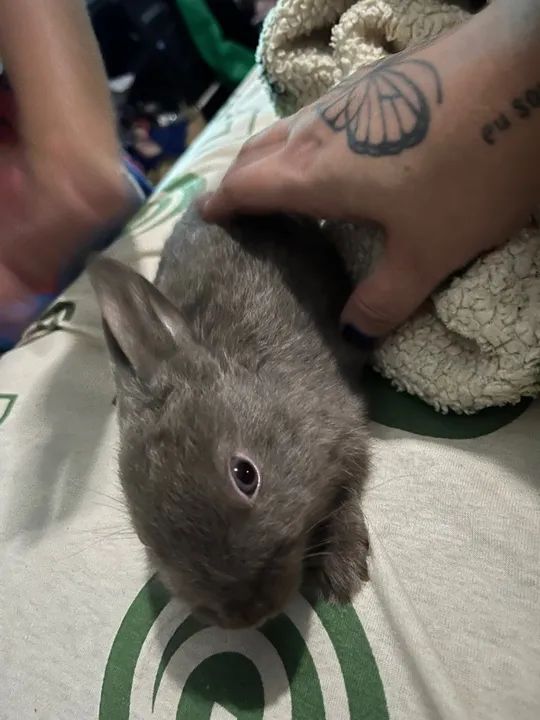 coelho mini netherland