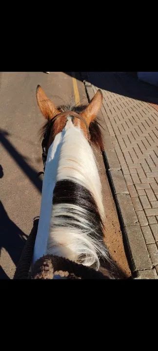 Petiça Pampa  - Foto 3