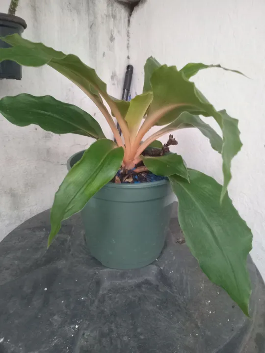 Planta Ornamental Verde com Detalhes Vermelhos - Lumina