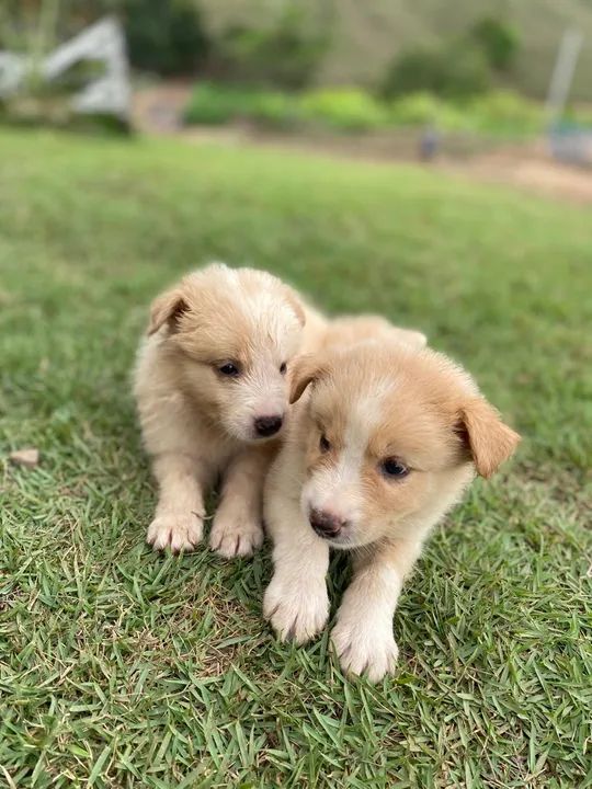 Golden Retriever Cross Border Collie Puppies For Sale Collie Mix