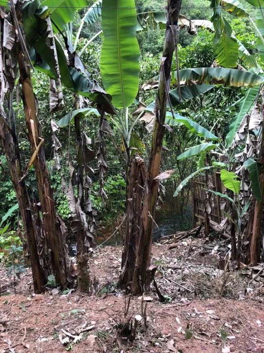 SÍTIO EM SANTA LEOPOLDINA  - Foto 2