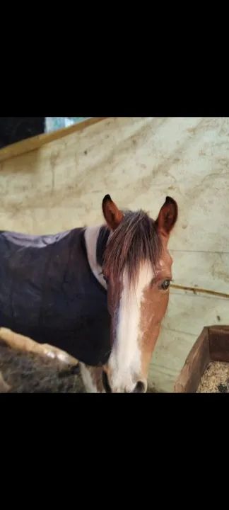 Petiça Pampa  - Foto 2