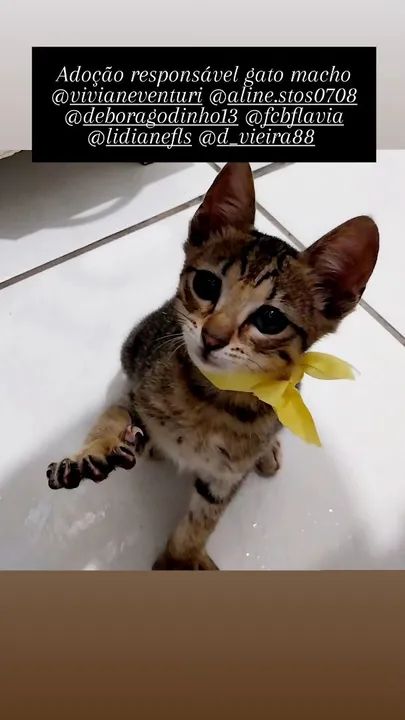 Gatinho macho disponível para adoção