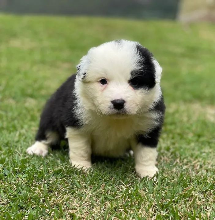 Filhote de Border Collie - Fofo e Brincalhão