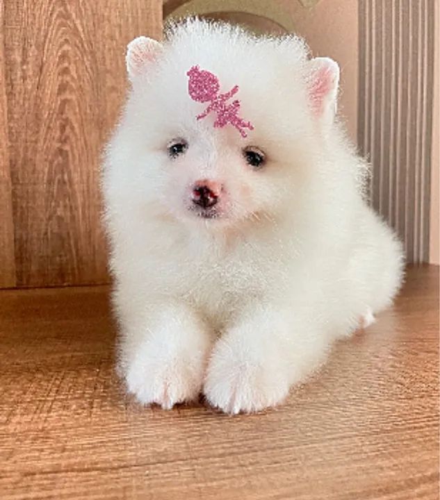Filhote de Spitz Alemão Lulu da pomerania  - Foto 2