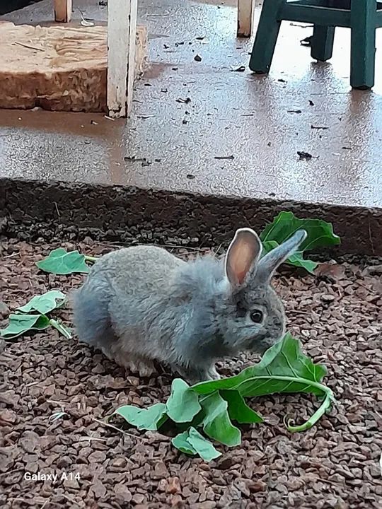 Adoção  responsável coelhos - Foto 3