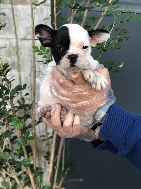 Bulldog Francês machos e fêmeas, um mais lindo que o outro, disponíveis 