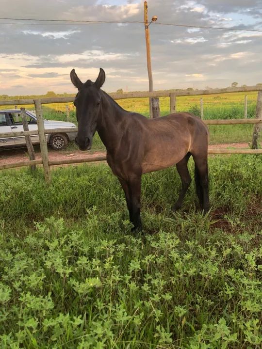 Égua mangalarga - Foto 2