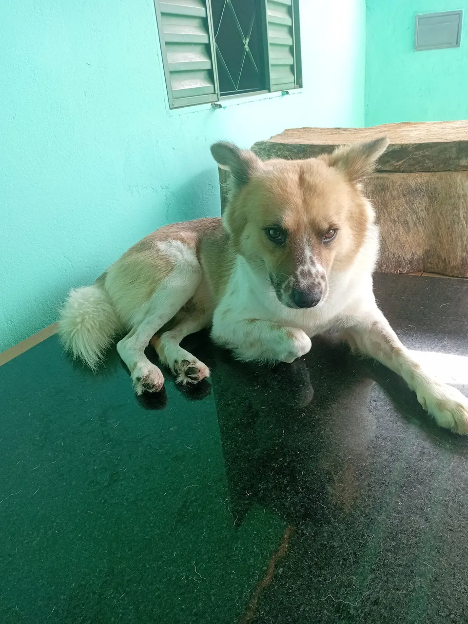 Cachorro lindo para adoção