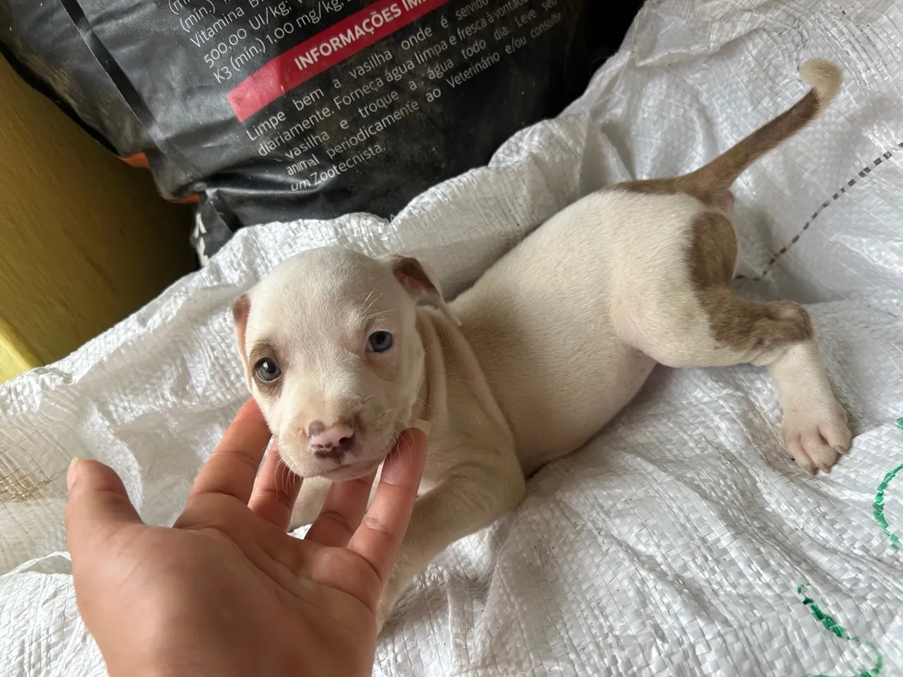 Filhote de Pitbull para adoção
