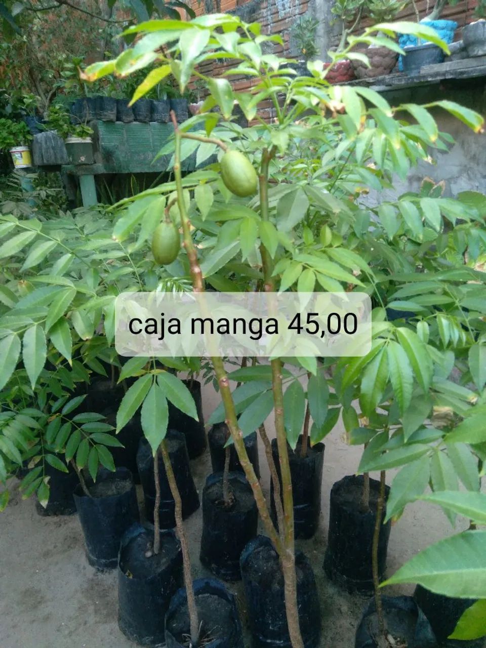 Muda de frutíferas  - Foto 4