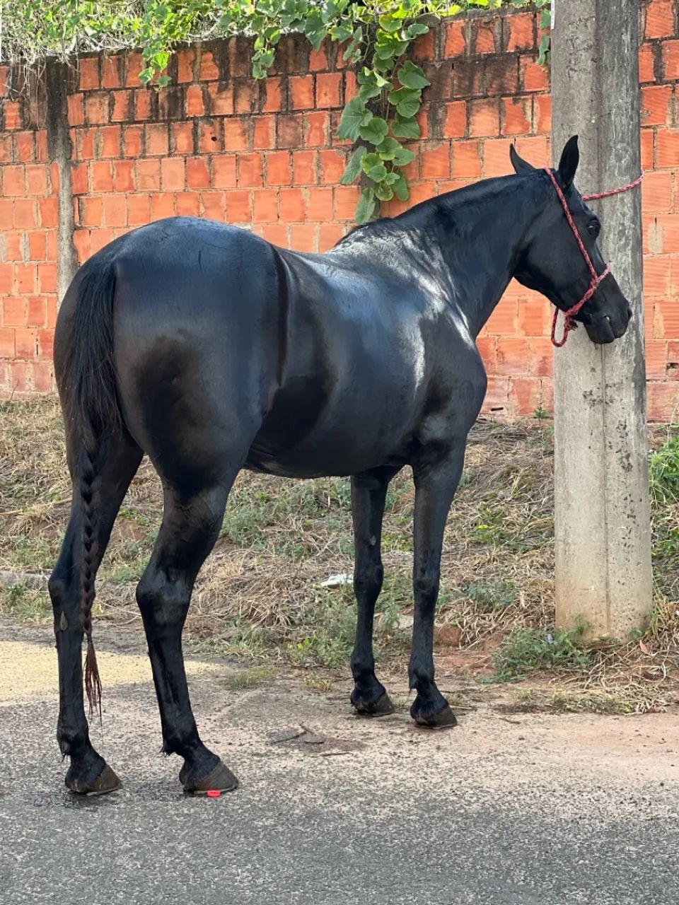 Égua mangalarga registrada  - Foto 2
