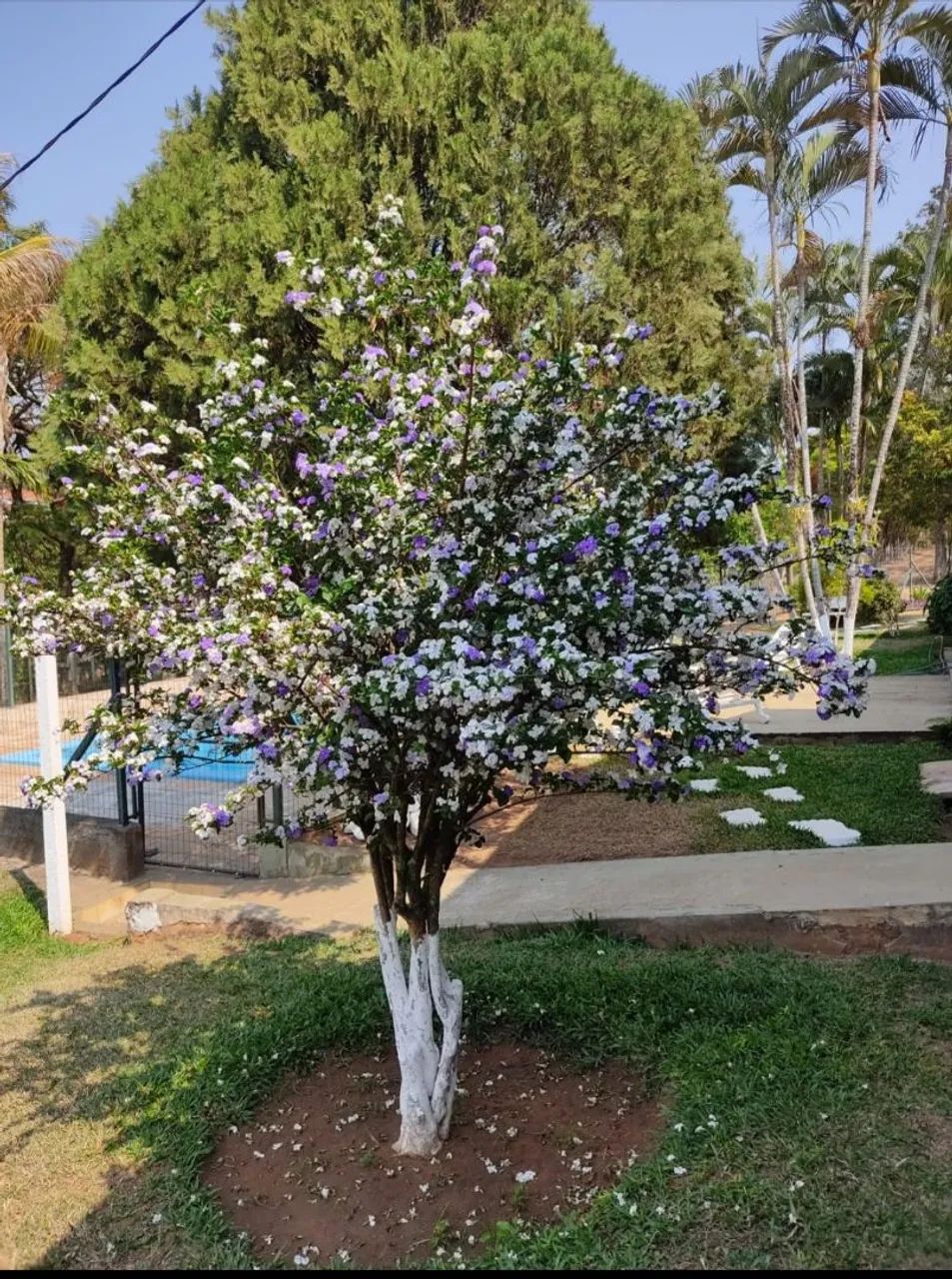 Alugo linda  chácara para natal ( vera cruz /Sp)  - Foto 13