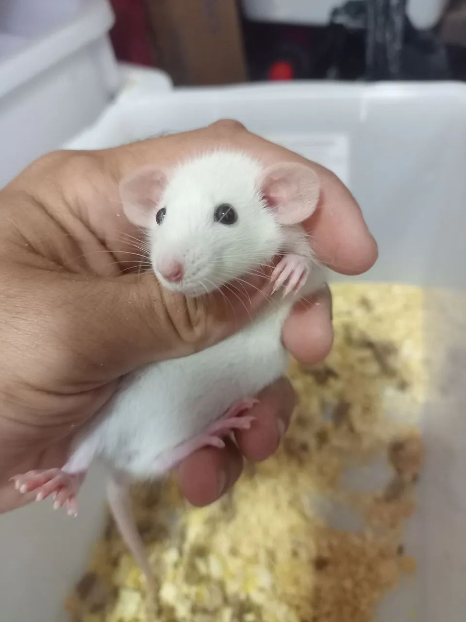 Vendo ratos twister siames