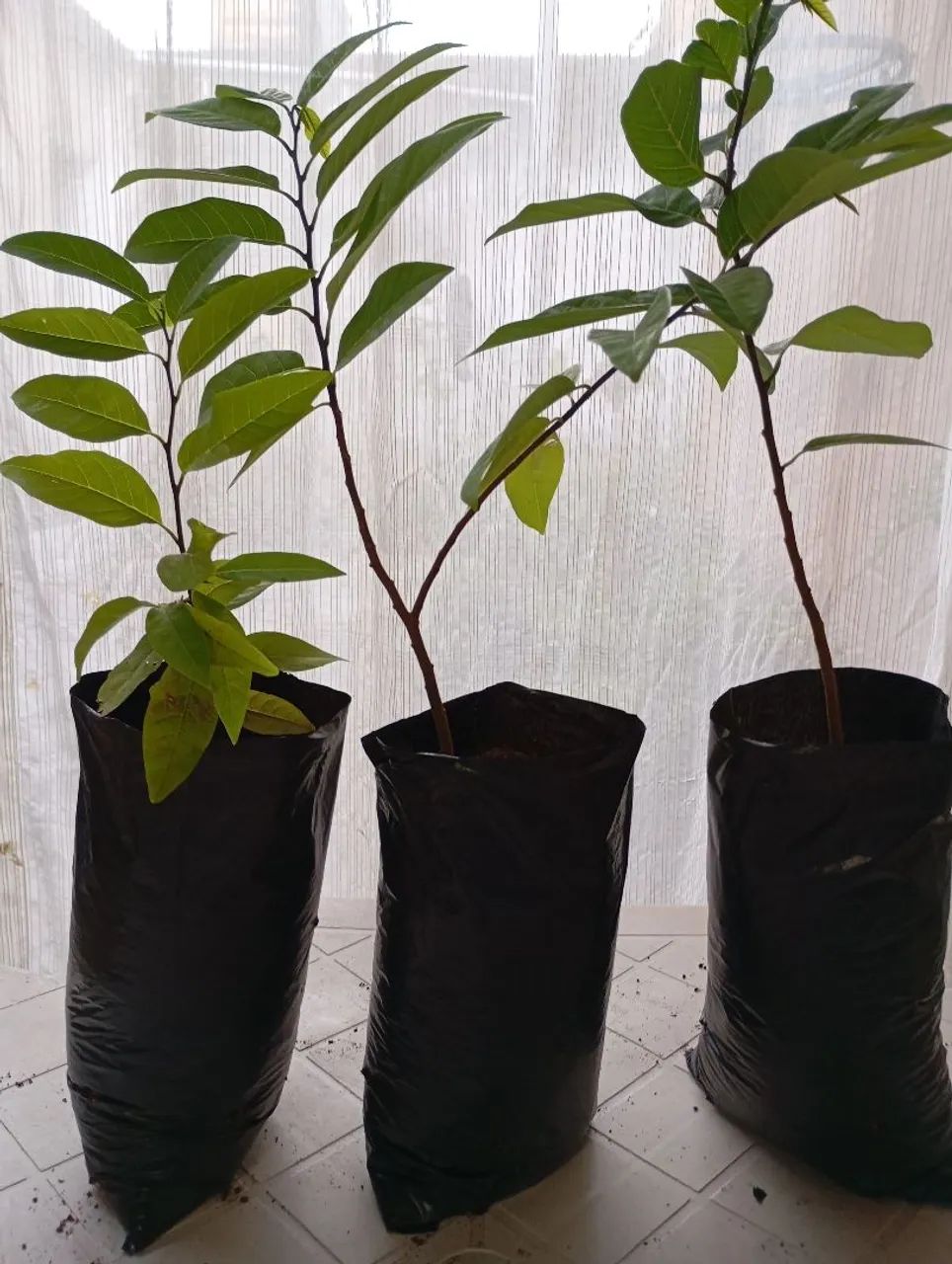 Mudas de pinha - Foto 2