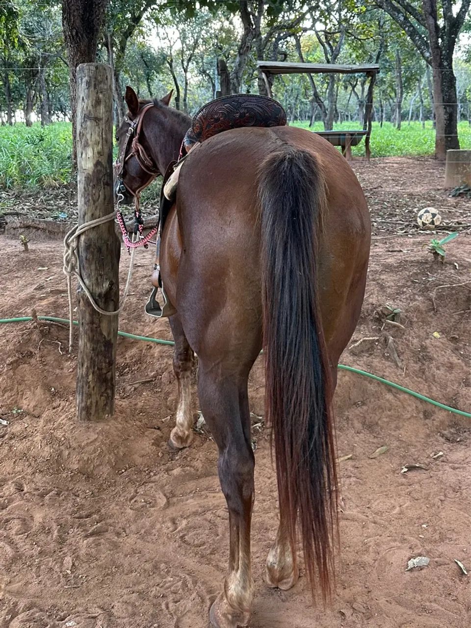 Cavalo Quarto de Milha  - Foto 4