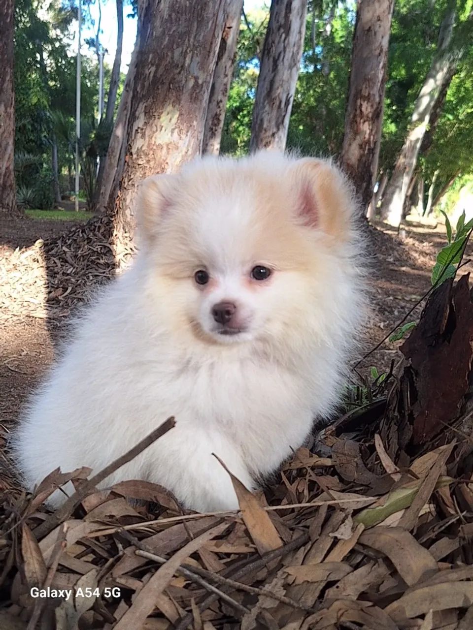 Spitz Alemão/Lulu-Da-Pomerânia macho  - Foto 2