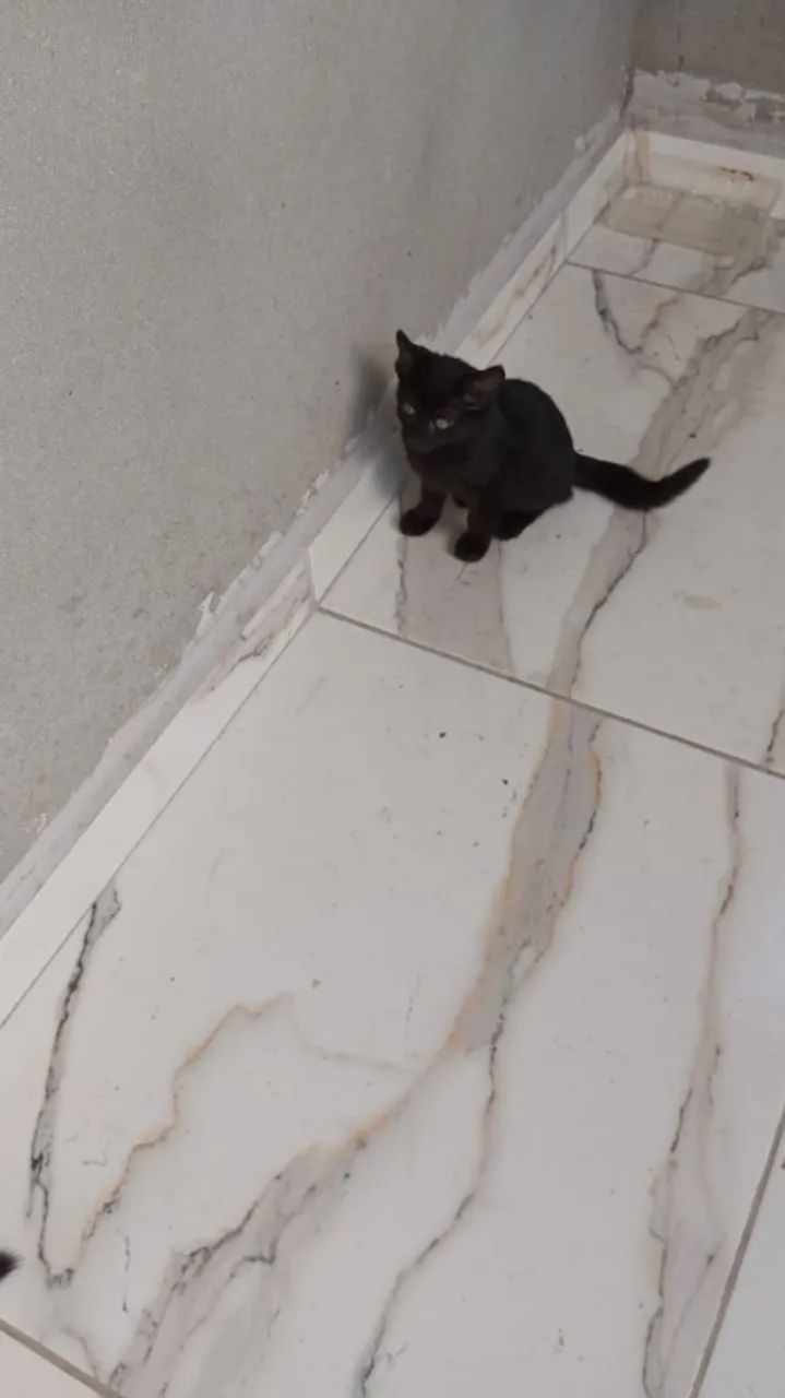 Gatinhos filhotes lindos pra adoção  - Foto 4