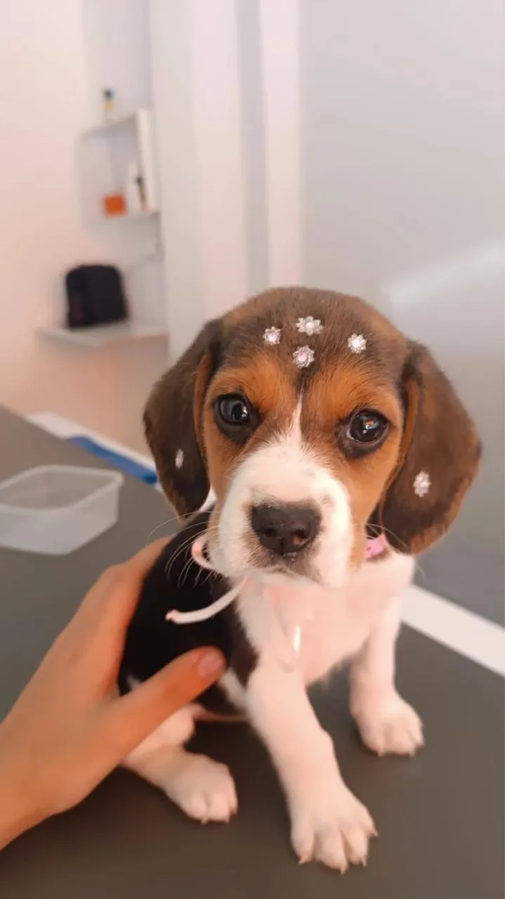 Filhote de Beagle fofo e carinhoso