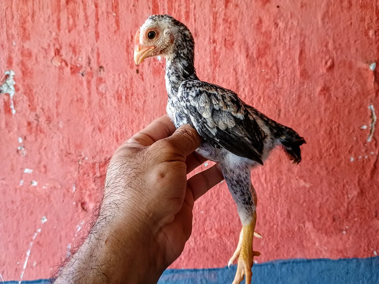 Ko-shamos com 2 meses