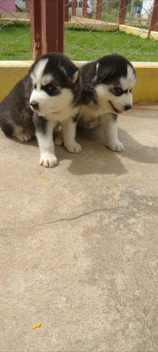 HUSKY SIBERIANOS  - Foto 6