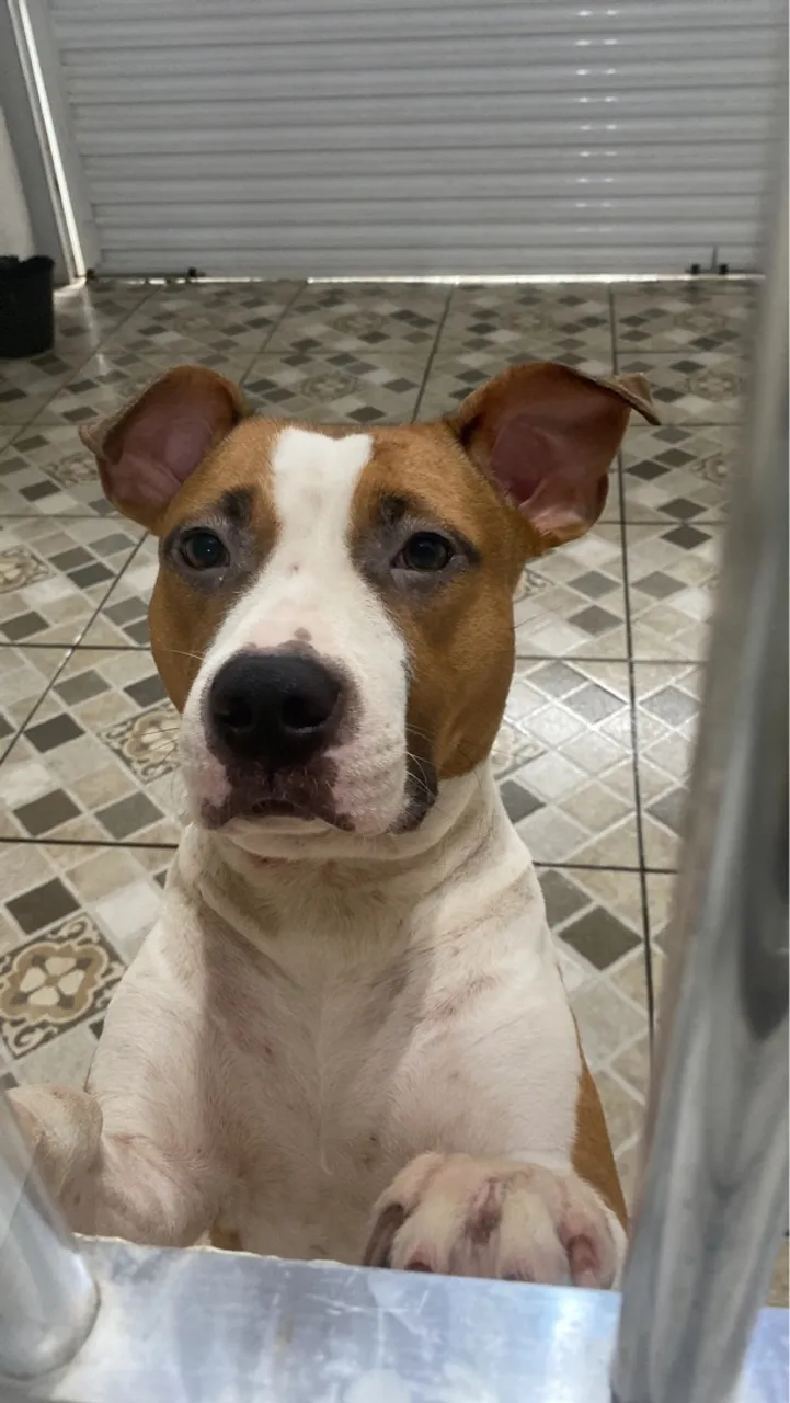 Pitbull