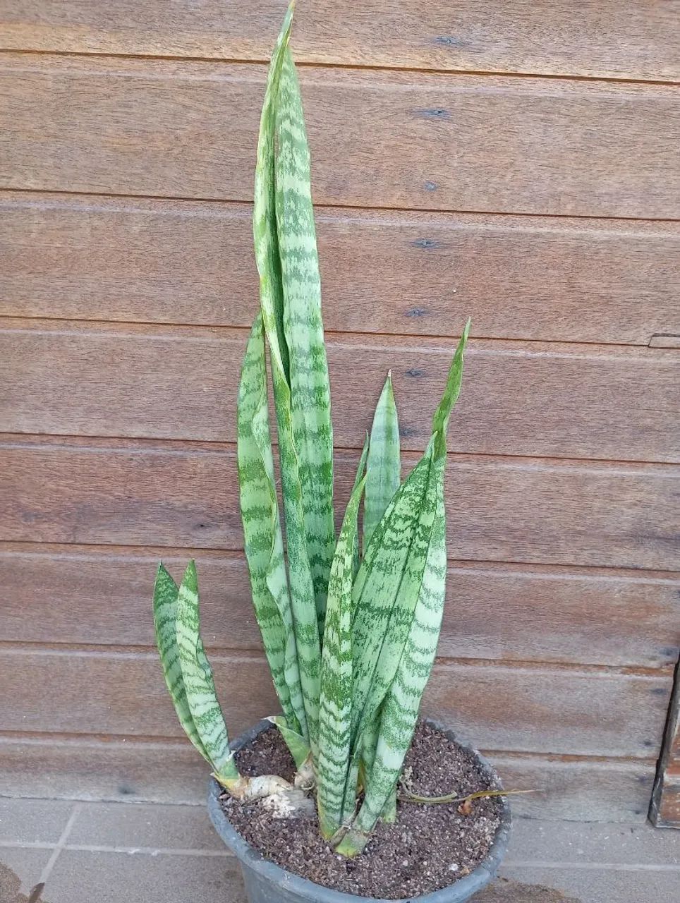 Muda Espada de São Jorge 40cm - Foto 4