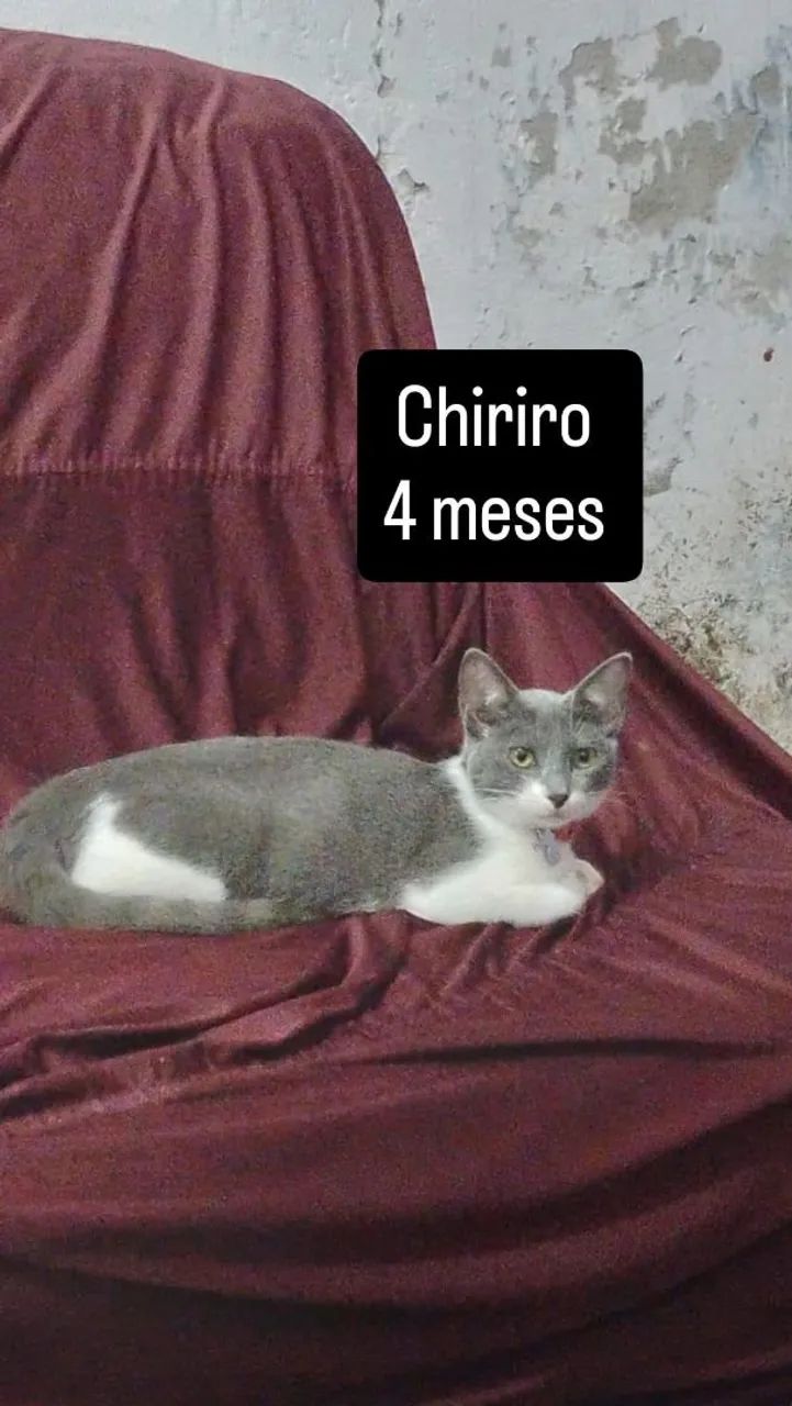 Gatinhas para adoção responsável  - Foto 2