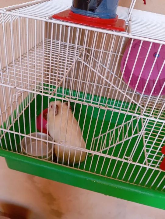 Porquinho Da India  - Foto 2