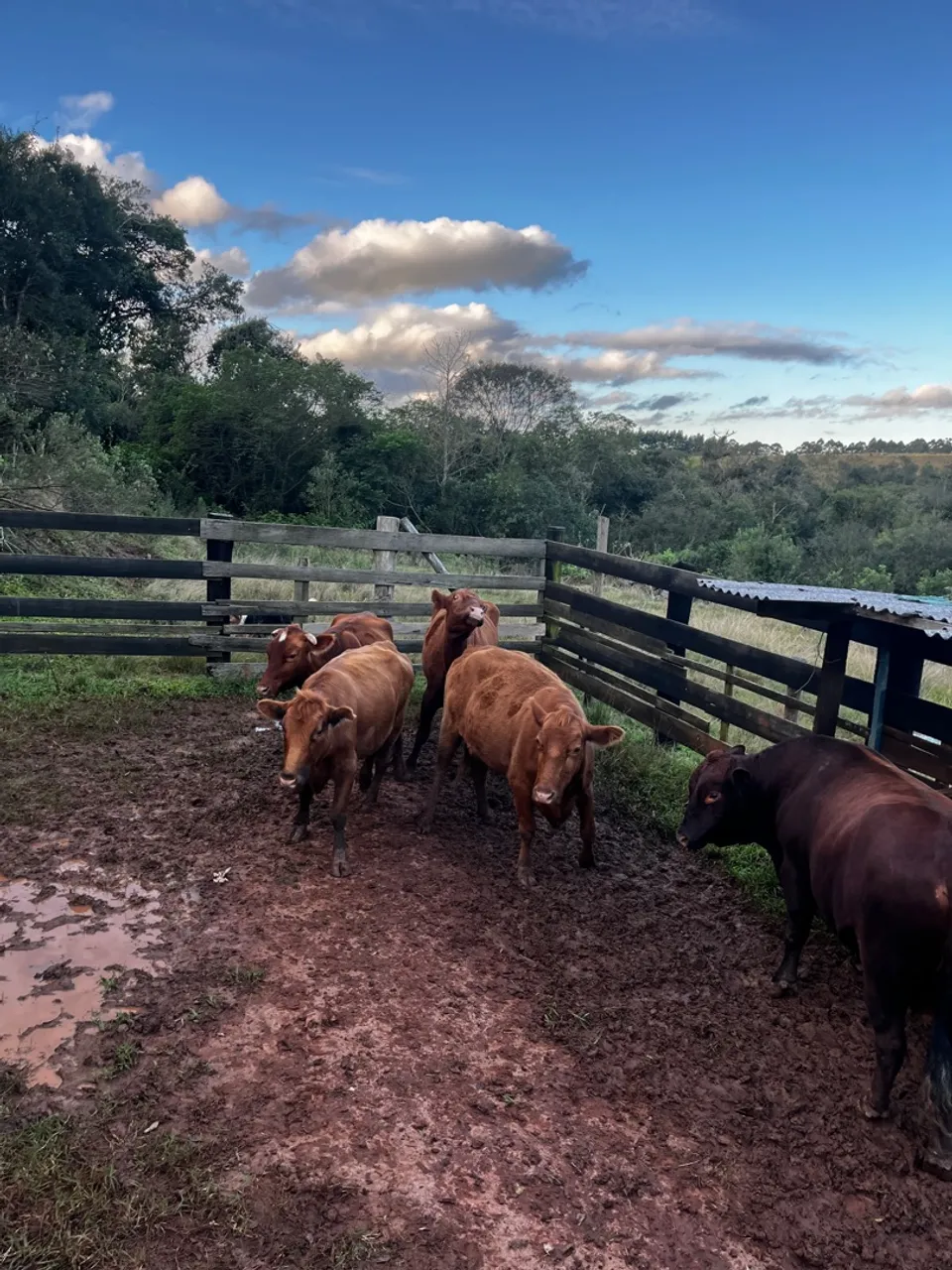 Gado Angus