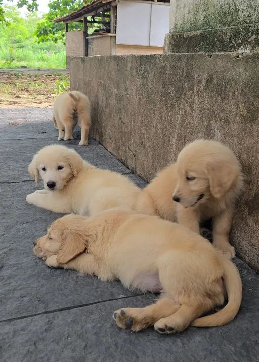 Filhotes Golden Retriever - Lindos e Saudaveis - Foto 2