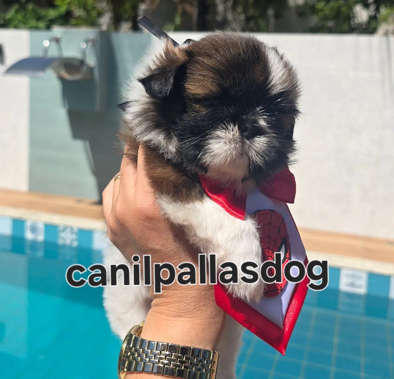 Linda Shih Tzu Filhotes - Foto 5