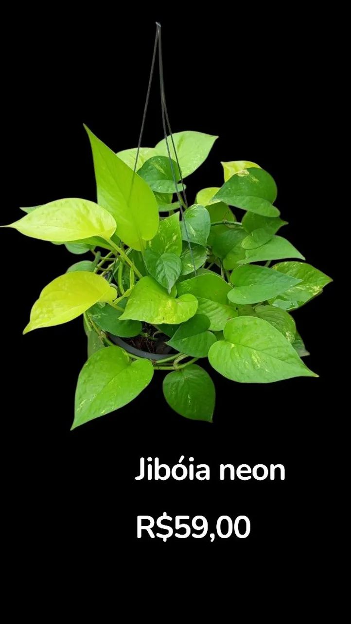 Philodendron sanguíneo  - Foto 3