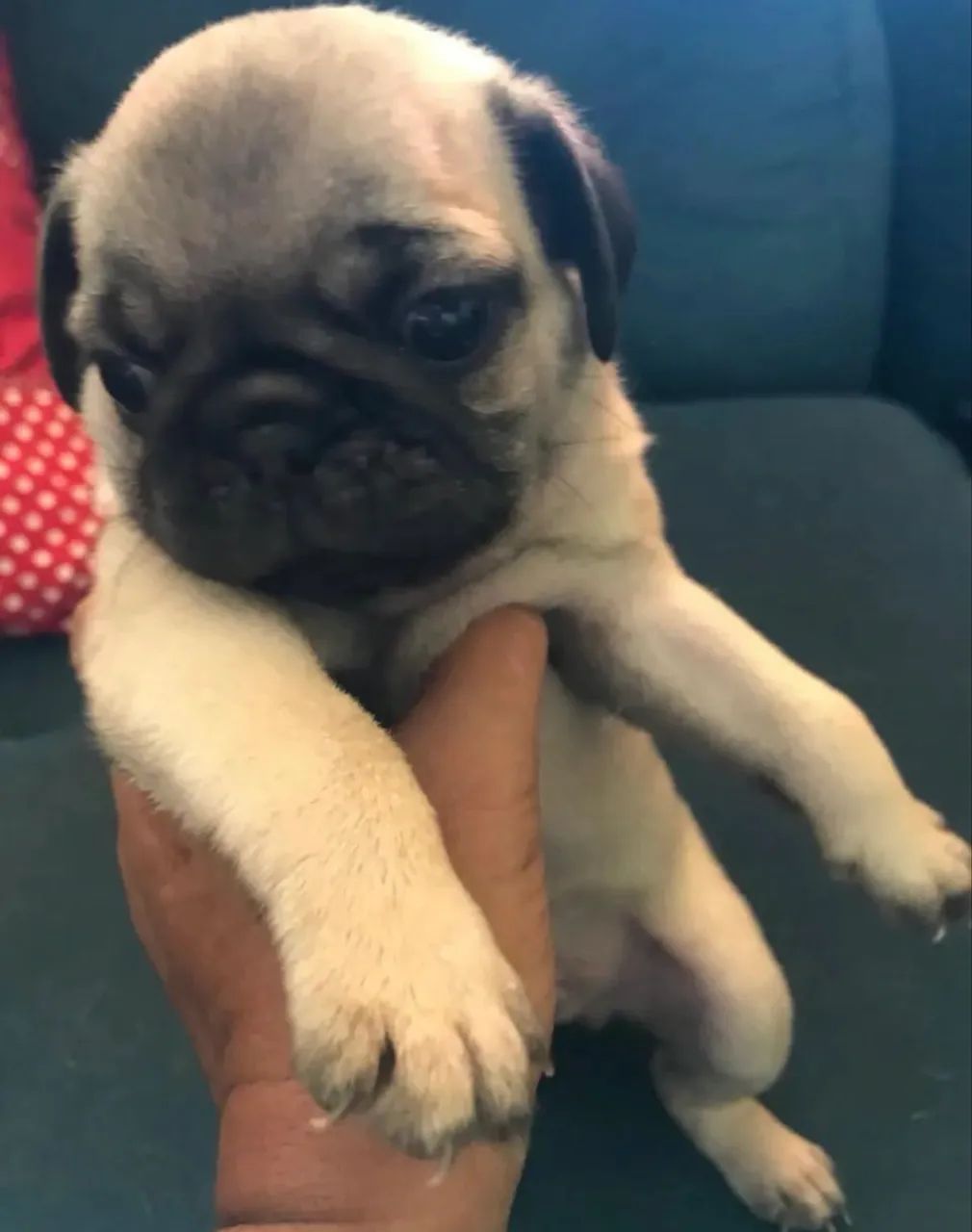 Filhote de Pug - Foto 3