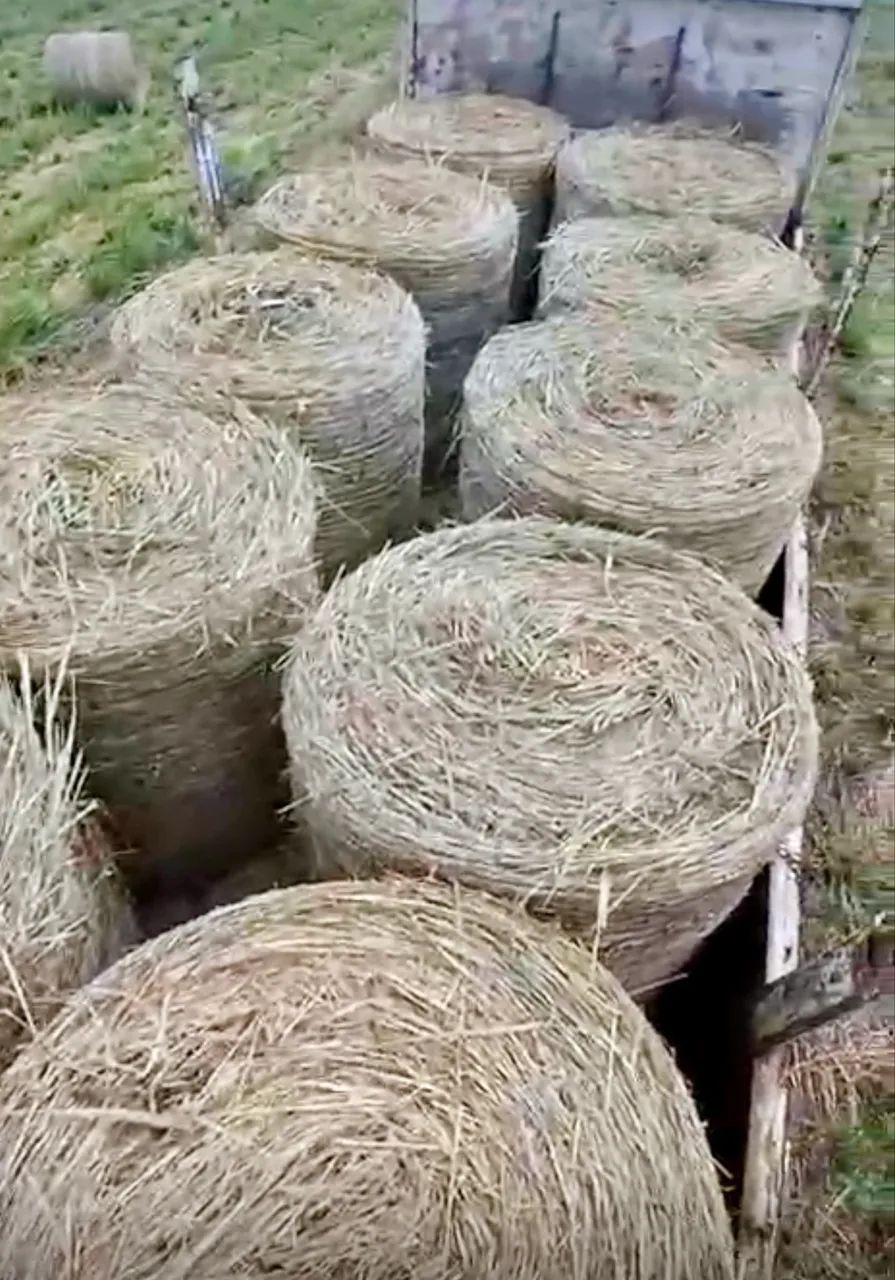 ? FENO DE ALTA QUALIDADE - FARDOS GRANDES ?