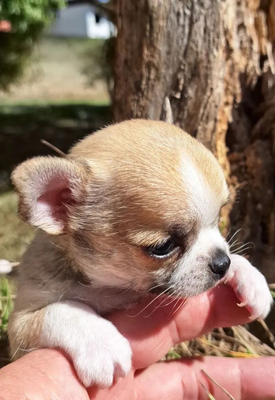 Chihuahuas  - Foto 6