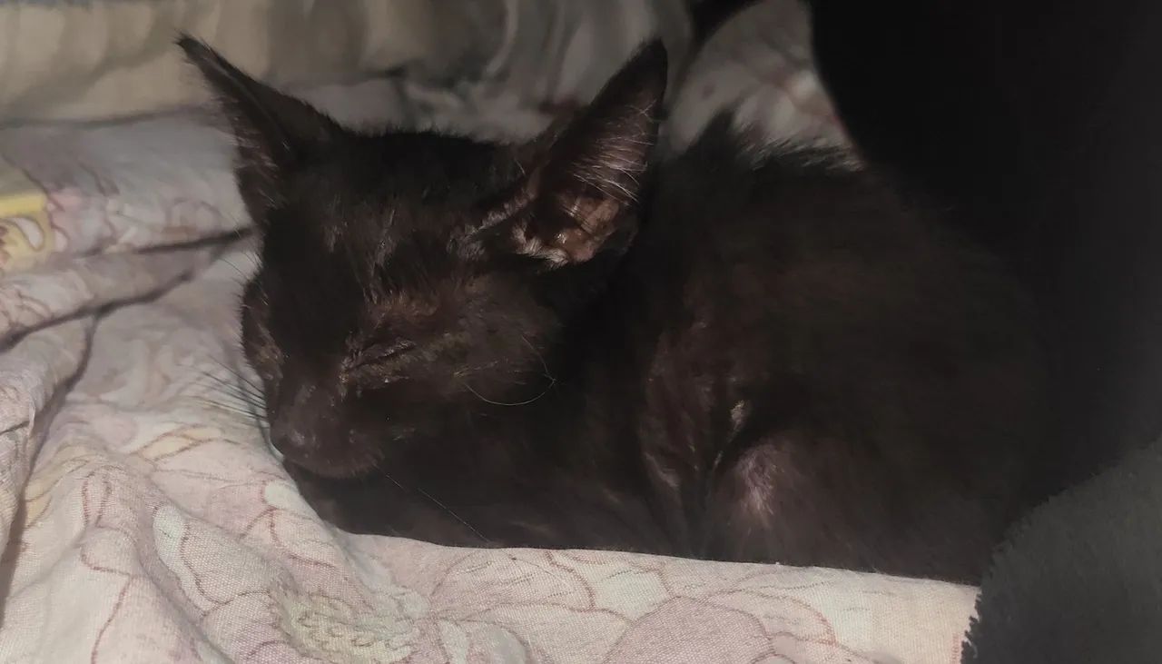 Doação de filhotes de gato, URGENTE