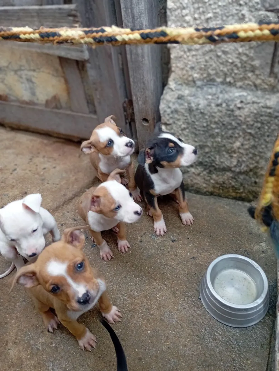 Filhotes de Pitbull disponíveis