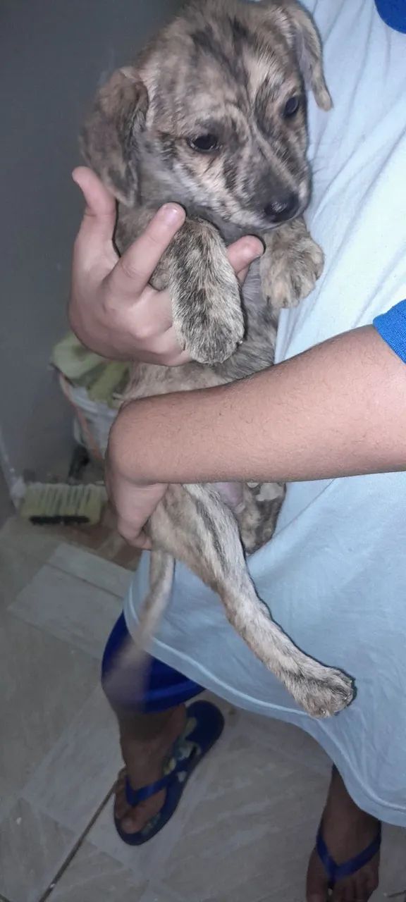 Doação de Filhote de cachorro - Foto 4