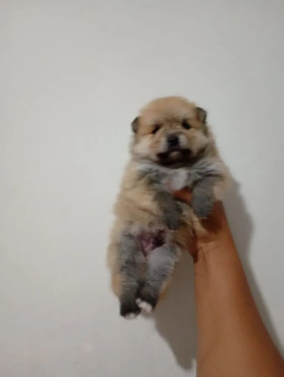 Filhote Spitz alemão macho e fêmea  - Foto 2