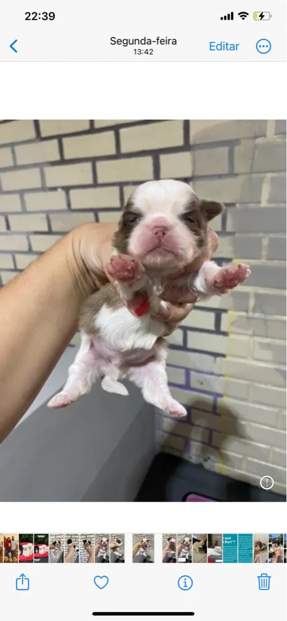 Filhote de Shih Tzu