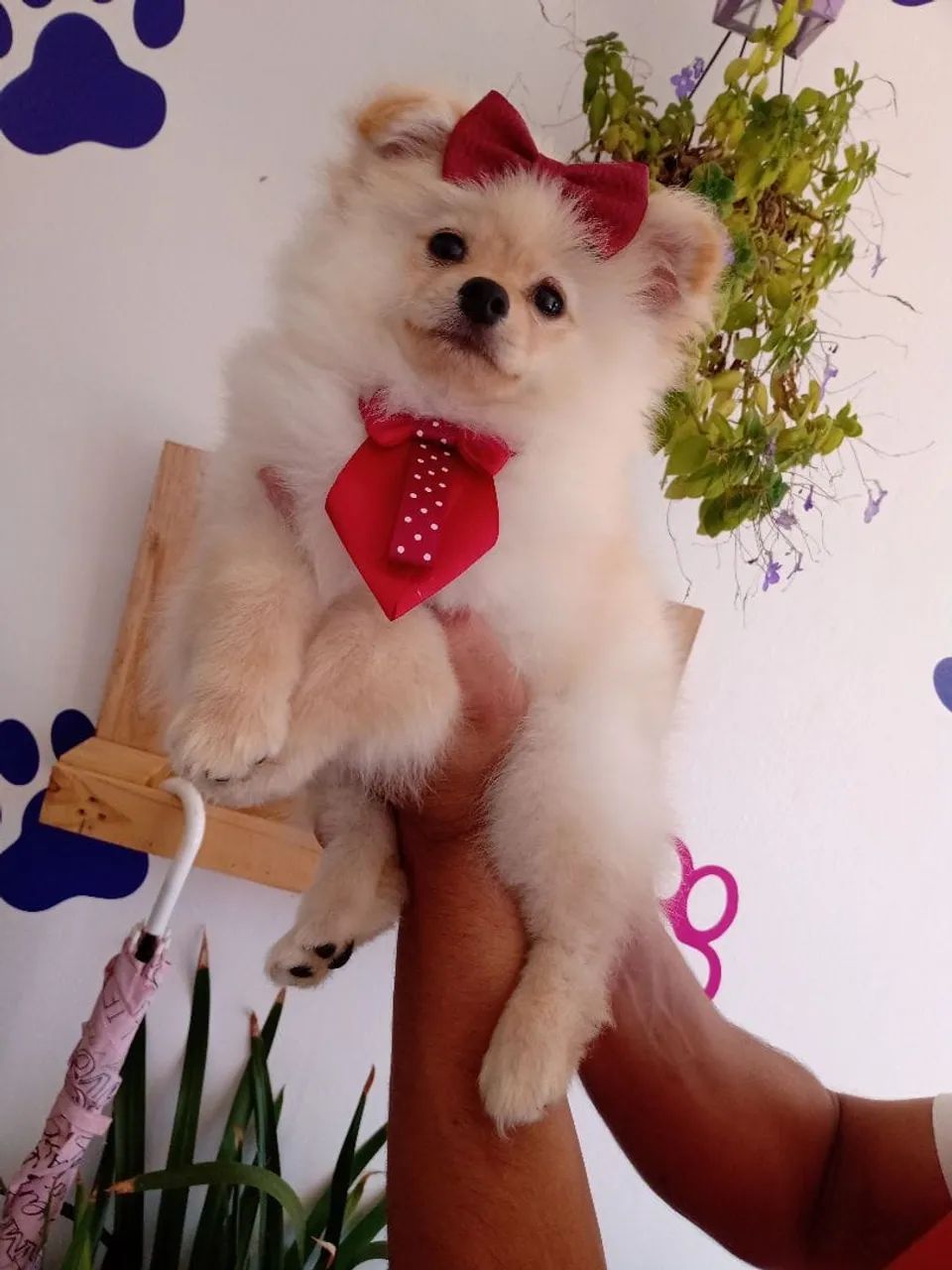 Filhotes de Lulu  - Foto 2