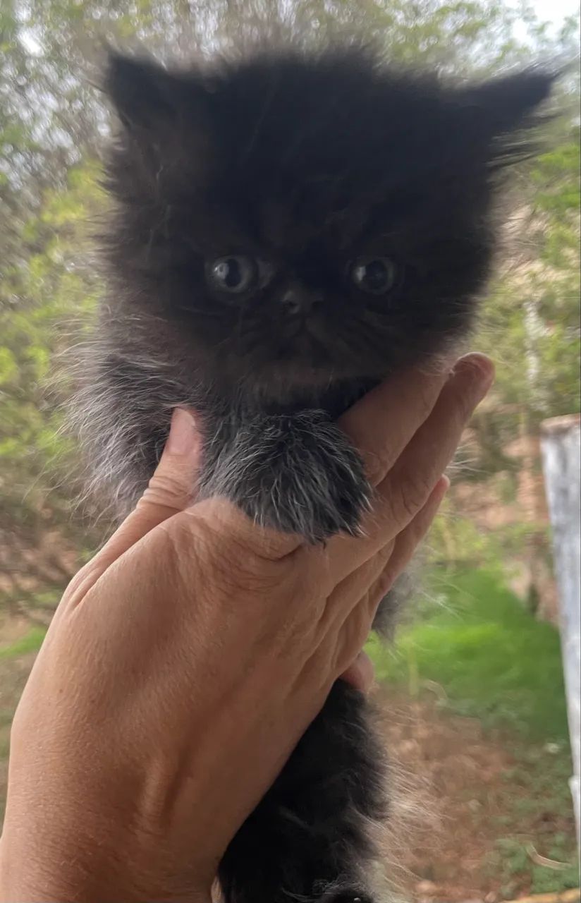 Gato persa  - Foto 4