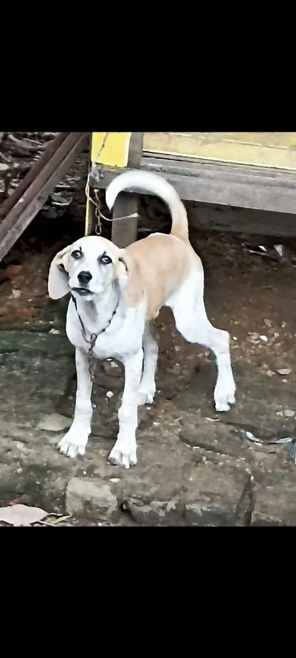 Filhote de cachorro lindo e dócil